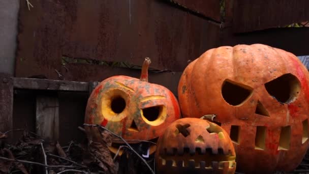 在贫民窟的秋季庆祝活动中 橙色南瓜之间的牵牛花 — 图库视频影像