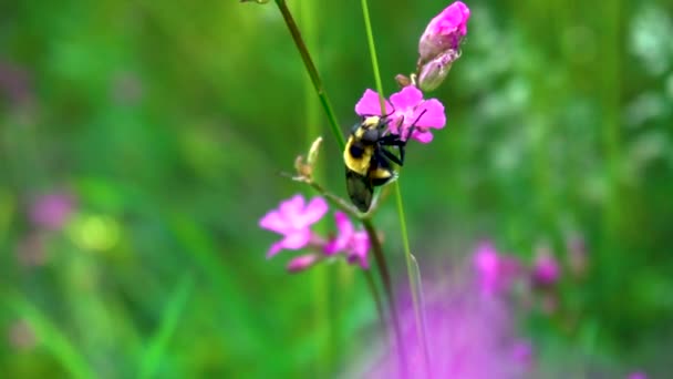 Пчелы Опыляют Цветы Зеленом Поле Летом — стоковое видео