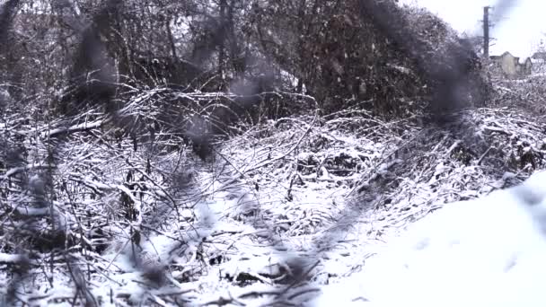 Yard Winter Snows Ground Covered Slow Motion — Vídeos de Stock