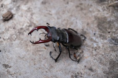 Koyu kahverengi bir geyik böceği yazın yeşil bir bitkinin üzerinde oturur.