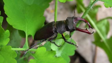 Koyu kahverengi bir geyik böceği yazın yeşil bir bitkinin üzerinde oturur.