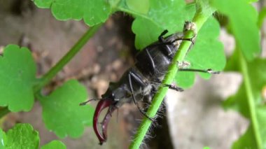 Koyu kahverengi bir geyik böceği yazın yeşil bir bitkinin üzerinde oturur.