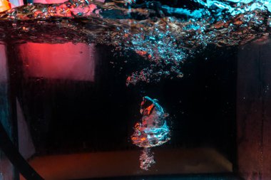 Su dokusu gürleyen kaos içinde hava kabarcıkları yaratıyor mavi ve kırmızı ışıkta dışarı kaçıyorlar.