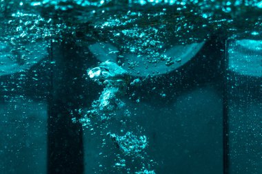 Suyun dokusu, hava kabarcıklarının oluşturduğu gürleyen bir kaostur. Mavi ışıkta dışarıya doğru kaçıyorlar.