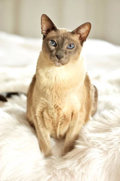 Blue Point Siamese Thoroughbred Cat Royalty Free Stock Images
