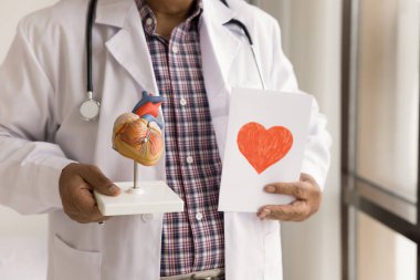 Beyaz önlüklü kıdemli doktorun elleri kırmızı kalpli ve insan organı modelli tebrik kartı tutuyor. Olgun bir kardiyolog, tıbbi muayeneyi destekliyor. Yakın çekim kesilmiş.