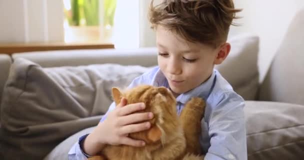 부드러운 고양이와 놀이를 닫습니다 집에서 사랑스러운 동물과 시간을 보내고 있습니다 — 비디오