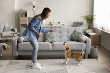 Oturma odasında av köpeği eğiten genç bir kadın, elini uzatıyor, şirin köpeğe emir veriyor ya da ikram ediyor. İtaat eğitimi ve hayvan sahibi ile hayvan sahibi arasında güven inşa etmek.