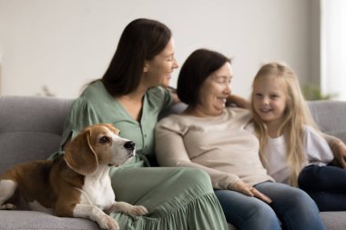 Çok nesildir görüşü bulanık olan akrabalar birlikte vakit geçiriyorlar, kanepede oturuyorlar, konuşuyorlar, sevimli av köpeğine odaklanıyorlar sevgi dolu bir ailenin yanında rahatça yatıyorlar. Köpek en iyi arkadaş, ev, insan-hayvan bağı.