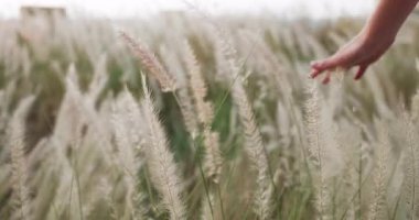 Yumuşak, vahşi çimenlere hafifçe dokunan, güneşli bahar ya da yaz günlerinde çayırlarda yürüyen küçük çocuğun elini kapayın. Doğayla bağlantı, çocukluk merakı, özgürlük, basit anların güzelliği.