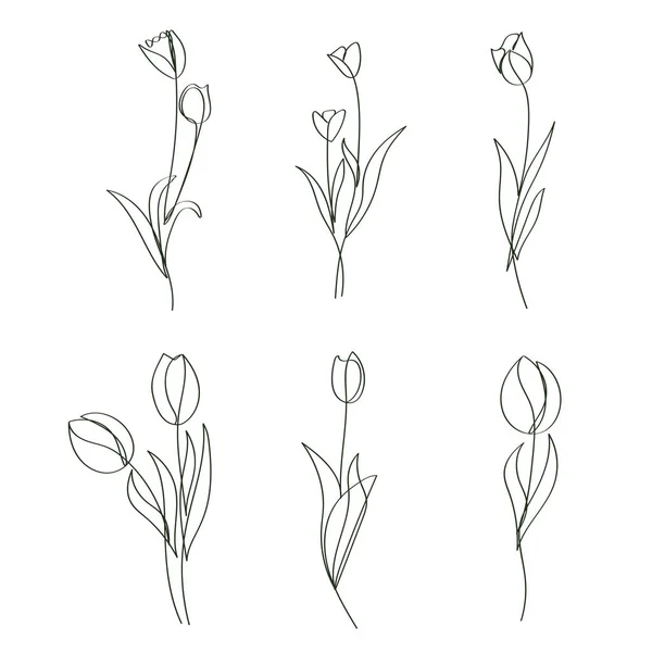 Flores Tulipán Dibujadas Mano Elegante Continúa Línea Dibujo — Archivo Imágenes Vectoriales