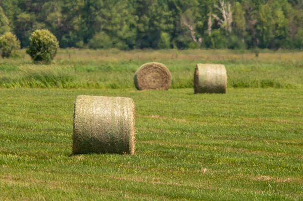 Grass Wheat Rolls Left Field Harvesting Grain Crops Harvesting Straw — Stock Fotó