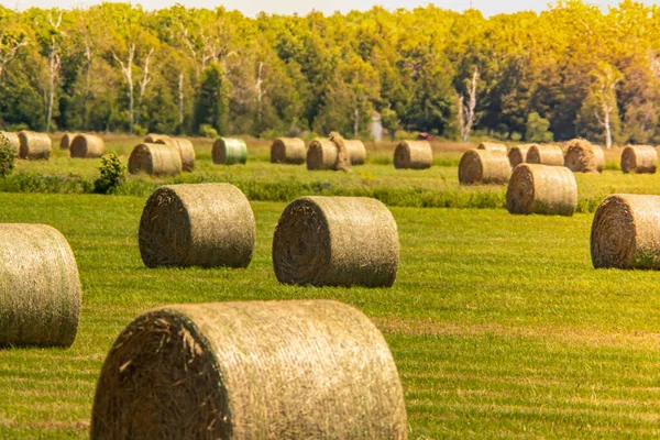 Δεμάτια Hay Τοποθετούνται Όλη Φάρμα Χωράφι Ηλιόλουστο Τοπίο Στρογγυλές Μπάλες — Φωτογραφία Αρχείου