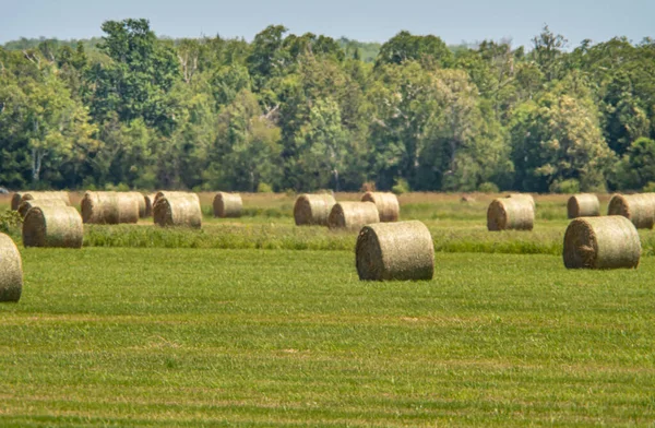 Δεμάτια Hay Τοποθετούνται Όλη Φάρμα Χωράφι Ηλιόλουστο Τοπίο Στρογγυλές Μπάλες — Φωτογραφία Αρχείου