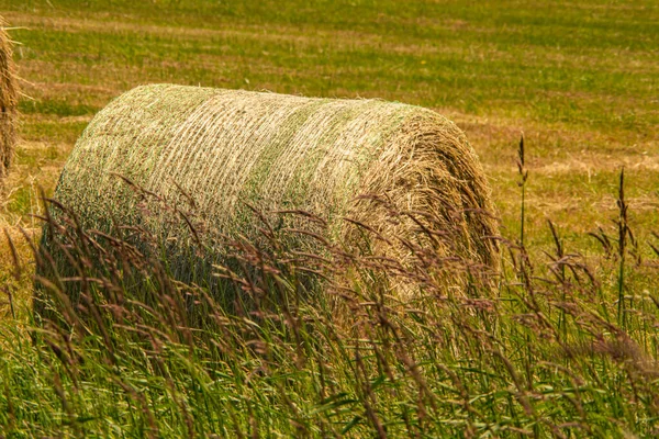 Summer Field Hay Bales Harvest Haystack Rolls Landscape Farm Land — Foto de Stock