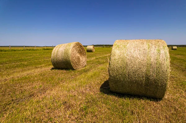Rundstroh Oder Trockene Grasrollen Nach Der Erntezeit Auf Dem Bauernhof — Stockfoto