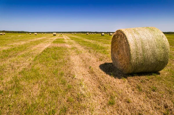 Summer Field Hay Bales Harvest Haystack Rolls Landscape Farm Land — Fotografia de Stock