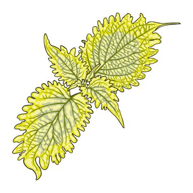 Coleus ya da boyalı ısırgan otu yaprakları. Solenostemon bitkileri, Plectranthus Spurflower. Vektör. 