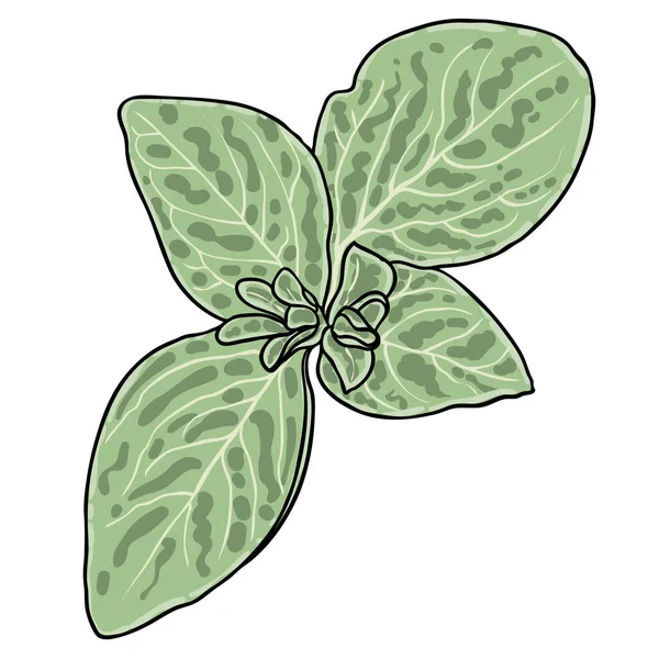 Καλαμπόκι Σαλάτα Πρώιμη Άνοιξη Πράσινο Θρεπτικό Βότανο Μαγειρικά Βότανα Και — Διανυσματικό Αρχείο