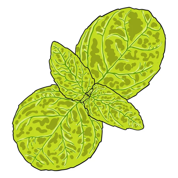 Verse Basilicum Groene Bladeren Geïsoleerd Witte Achtergrond Illustratie Van Basilicumplant — Stockvector