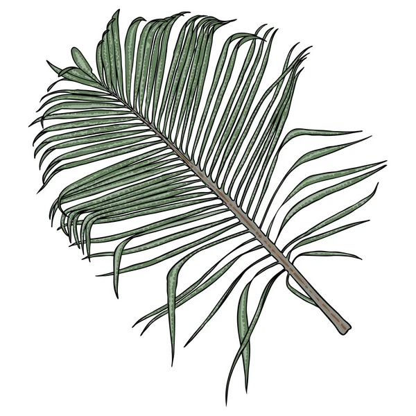 Джунгли Экзотические Тропические Листья Зеленый Натуральный Пальмовый Лист Белом Фоне — стоковый вектор