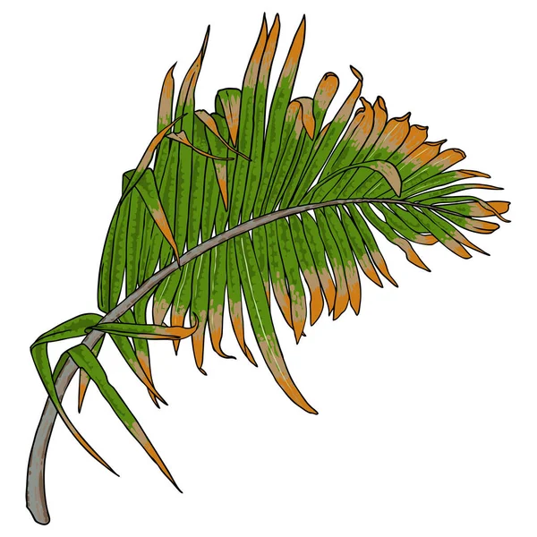 Jungle Exotische Tropische Bladeren Groene Natuurlijke Palmblad Witte Achtergrond Vector — Stockvector