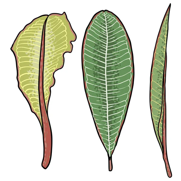 プルメリア植物の葉が設定されます 装飾やパターン作りのためのエキゾチックな熱帯ジャングルの花のプルメリアの葉 カリブ海緑の植物の小枝の手の描画スタイルの芸術 ベクトル — ストックベクタ