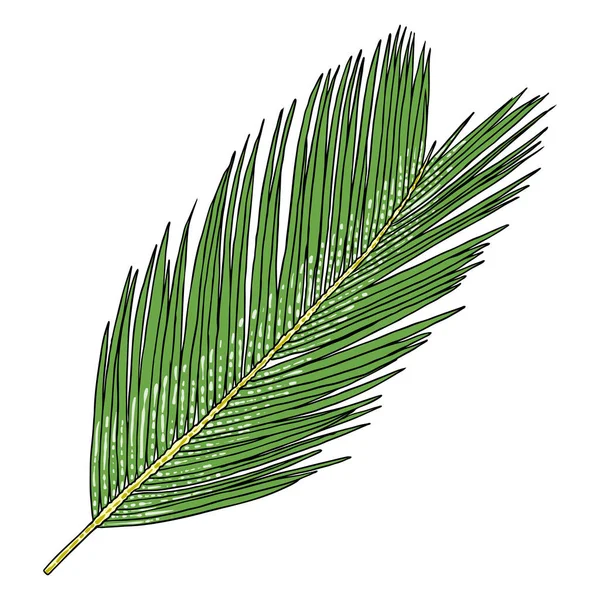 Jungle Exotiska Tropiska Blad Gröna Naturliga Palmblad Vit Bakgrund Vektor — Stock vektor