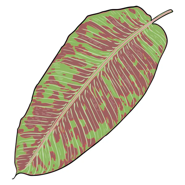Jungelens Eksotiske Tropiske Blader Grønne Røde Naturlige Palmeblader Hvit Bakgrunn – stockvektor