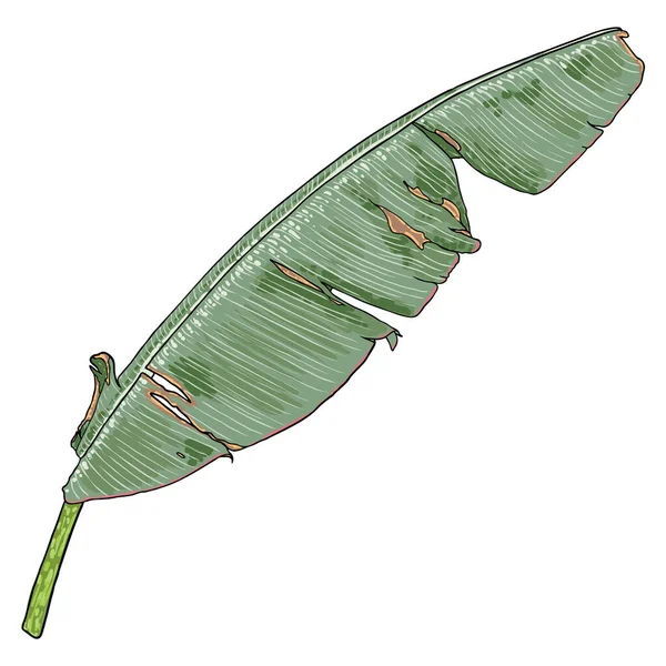 Feuille Bananier Dessinée Main Botanique Feuilles Banane Branche Palmier Élément — Image vectorielle
