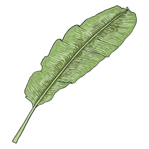 Botanisches Handgezeichnetes Bananenblatt Bananenblätter Palmzweig Tropisches Element Fruchtbusch Blätter Zeichnung — Stockvektor