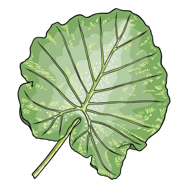 Зеленый Лист Слоновьего Уха Гигантского Таро Виды Аромата Алоказии Тропические — стоковый вектор