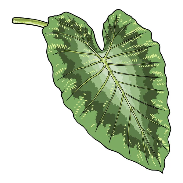 Grünes Blatt Von Elefantenohr Oder Riesen Taro Alocasia Odora Arten — Stockvektor