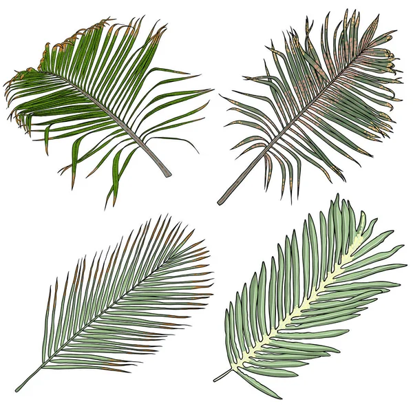 Handritade Tropiska Palmblad Och Djungelväxter Realistiska Uppsättning Tropiska Blad Mycket — Stock vektor