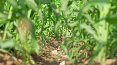 Moving focus in organic community vegetable garden with corn sidling. Community kitchen garden in the small neighbourhood at summer. Corn leaves in small urban farm.