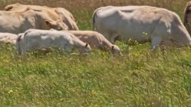 Cows feed at pasture grass. Free range dairy cows herd graze in the farm meadow field. Agricultural industry. Long distance and very hot summer air make jelly effect. Telephoto lens footage.