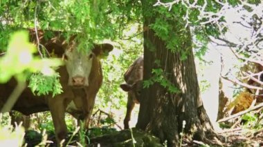 Cows hiding in the shadow of the trees at pasture. Dairy cow with their calf covers from hit at the meadow. Domestic free range cattle for natural milk. Animal husbandry and agricultural industry.