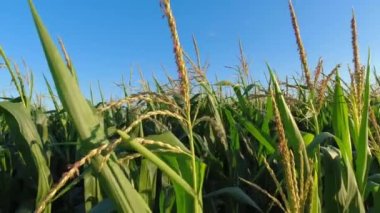 Cinematic pan across fresh young corn field crops at summer evening golden hour. Agriculture and food corn grains inspection. Green maize lush and stems.