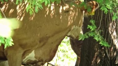 Cows hiding in the shadow of the trees at pasture. Dairy cow with their calf covers from hit at the meadow. Domestic free range cattle for natural milk. Animal husbandry and agricultural industry.