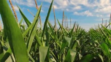 Walking farmer through row of corn seedling crops point of view, in the field at the summer season. Close-up green corn in the field. Agriculture, farming and harvest of ripen corn.