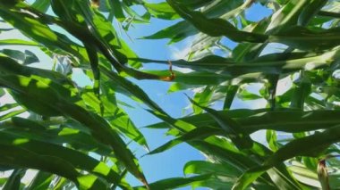 View from below at corn plants and blue sky. Slow motion movement of corn crops leaves on wind. Inside a cornfield view from the ground. Unique point of view, inspection of young seedling.