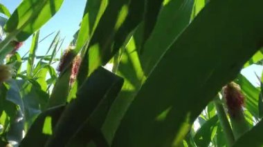 Walking farmer through row of corn seedling crops point of view, in the field at the summer season. Close-up green corn in the field. Agriculture, farming and harvest of ripen corn.