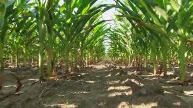 Corn maize close up, agriculture field, young green corn seedling crops, sprouts, and shoots planted in rows in the farm. Inspection of soil ground and health of roots with stems. Growing corn.