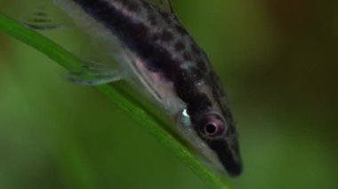 Ev hobisinde deniz yosunlarıyla beslenen otomatlar karidesli akvaryum dikti. Şirin cüce emiciler ya da akvaryumda Loricariidae suratlı. Makro çok sığ bir alan derinliğiyle yakınlaş.