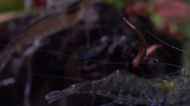 Tatlı su, Amino karidesi, yosun yiyen makro karides. Yosun yiyen ya da karides temizleyen Palaemonetes paludosus besleyicileri. Çok sığ bir alan derinliğiyle yaklaşın..