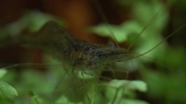 Hobi akvaryumunda şeffaf cam hayalet karides. Makrodaki daha temiz karidesler çok sığ alan derinliğine sahip yakın çekim fotoğrafçılığı. Yosun yiyen Palaemonetes paludosus karidesi.