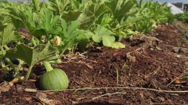 Organic Vegetable Community Garden Pumpkin Summer Seasonal Planting Small Urban — Stock Video