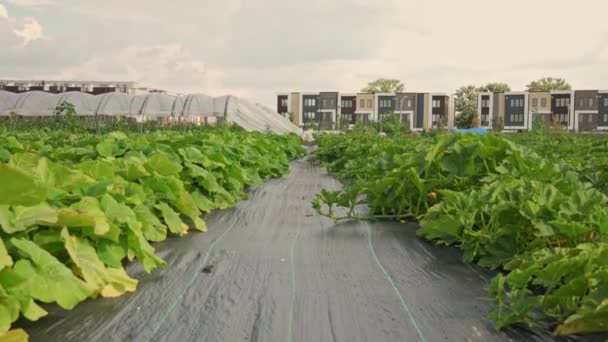 Выращивание Овощей Городском Органическом Огороде Таунхаусами Домами Оранжереей Горожан Заднем — стоковое видео
