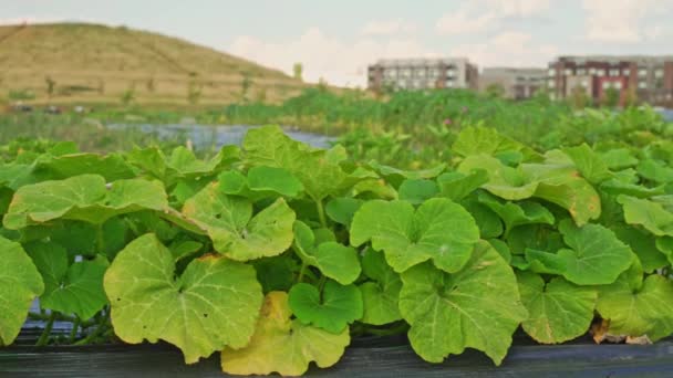 Growing Vegetables Urban Organic Vegetable Garden Townhouses Homes Greenhouse Citizens — Vídeo de Stock