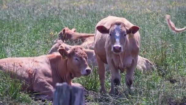 Cows Herd Resting Grazing Free Range Field Hot Summer Day — Stok video